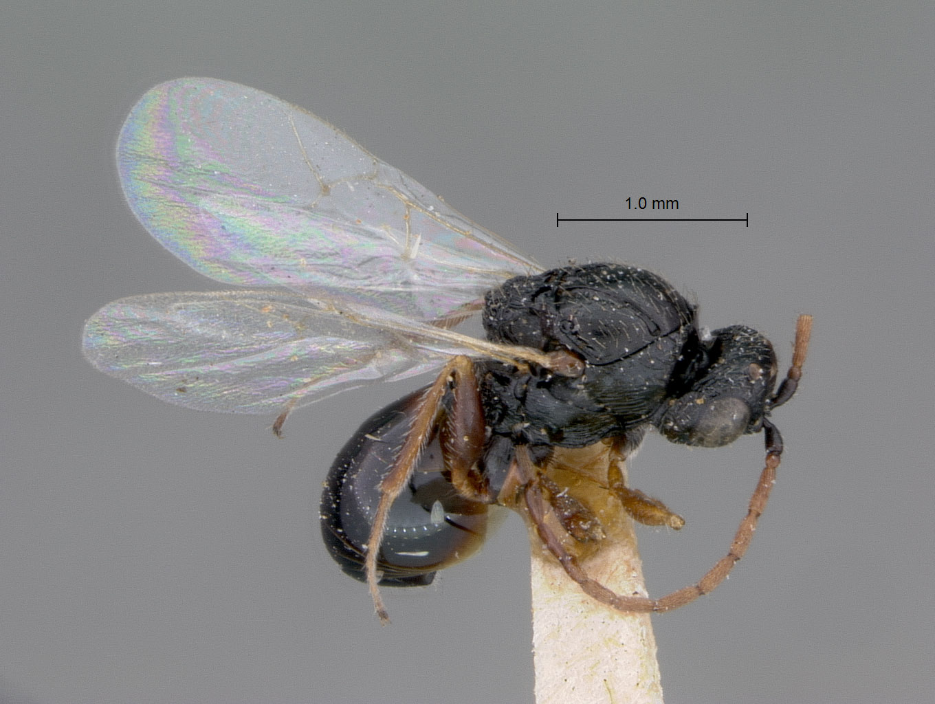 Figites dubius image