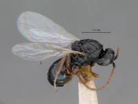 Image of Figites dubius