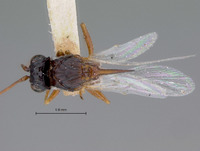 Prosaspicera ensifera image