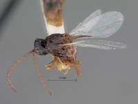 Image of Prosaspicera ensifera