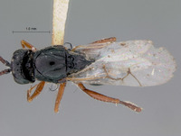 Xyalosema evanescens image