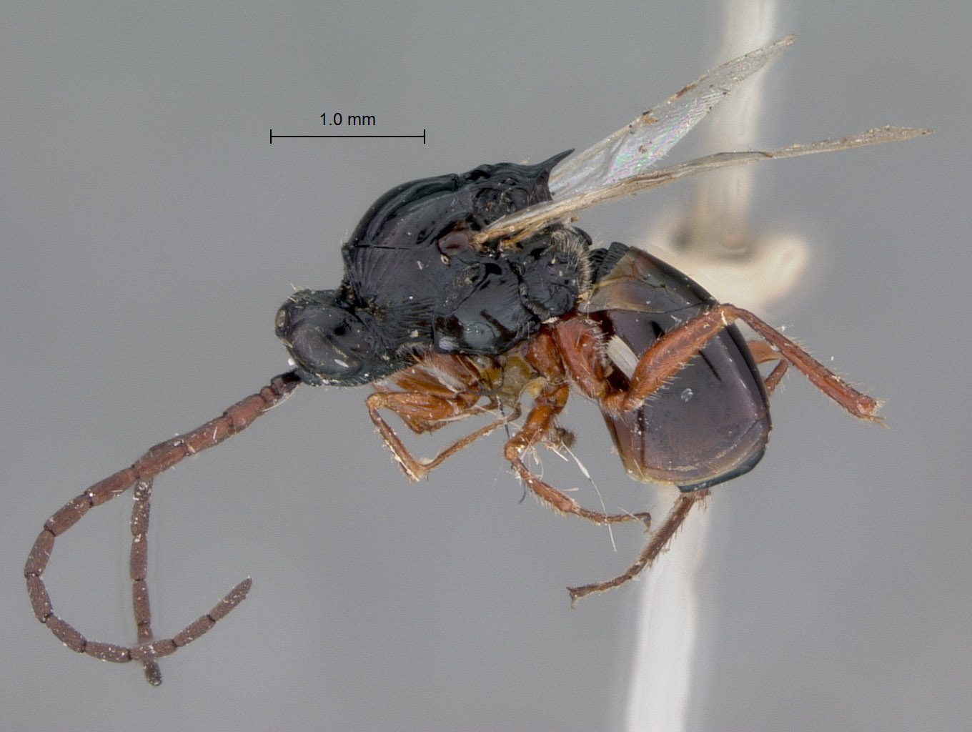 Xyalosema evanescens image