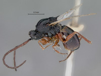 Image of Xyalosema evanescens