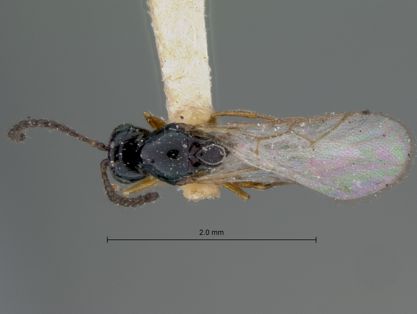 Eucoela fallax image