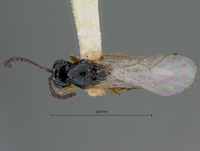 Eucoela fallax image