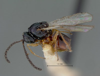 Eucoela fallax image