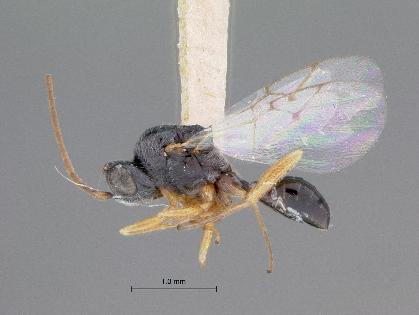 Anacharis flavicornis image