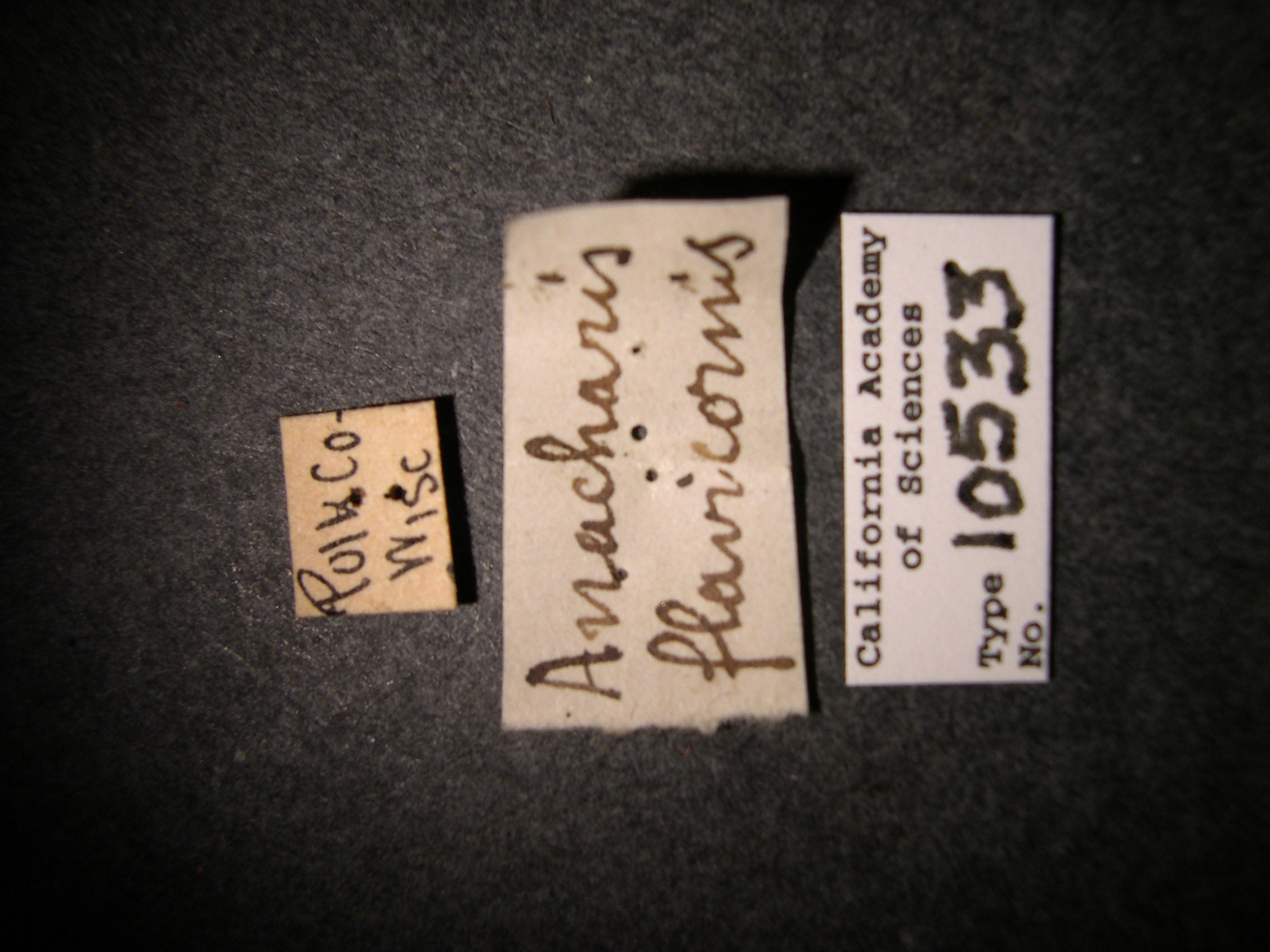 Anacharis flavicornis image