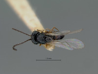 Eucoelidea bakeri image