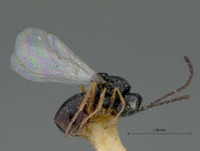 Eucoelidea bakeri image