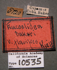 Eucoelidea bakeri image