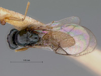 Hexacharis flavipes image
