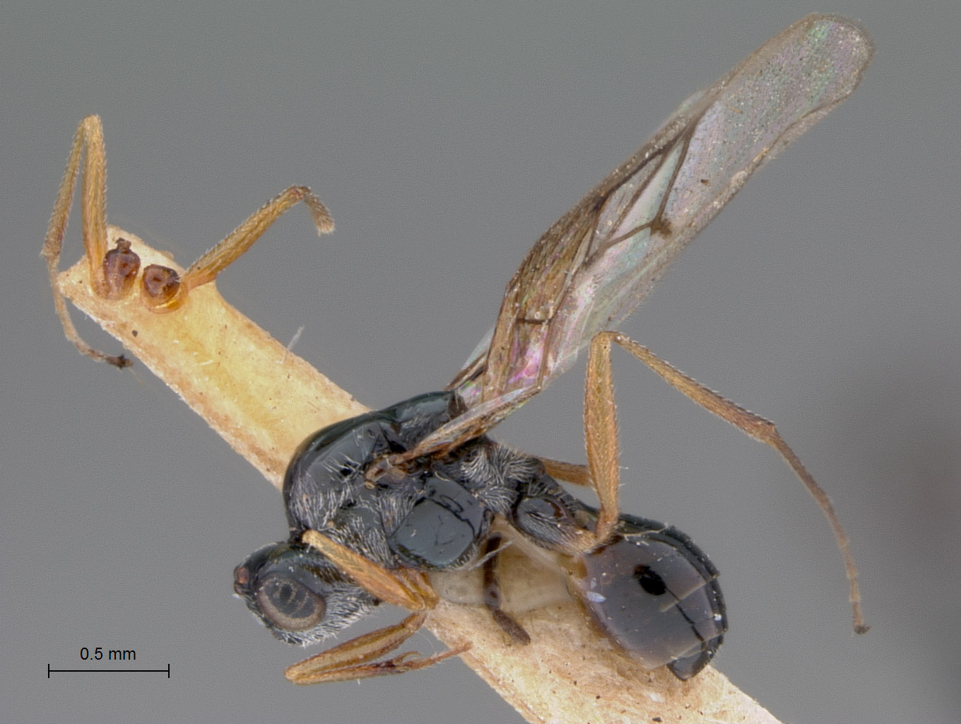 Hexacharis flavipes image