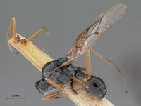 Image of Hexacharis flavipes