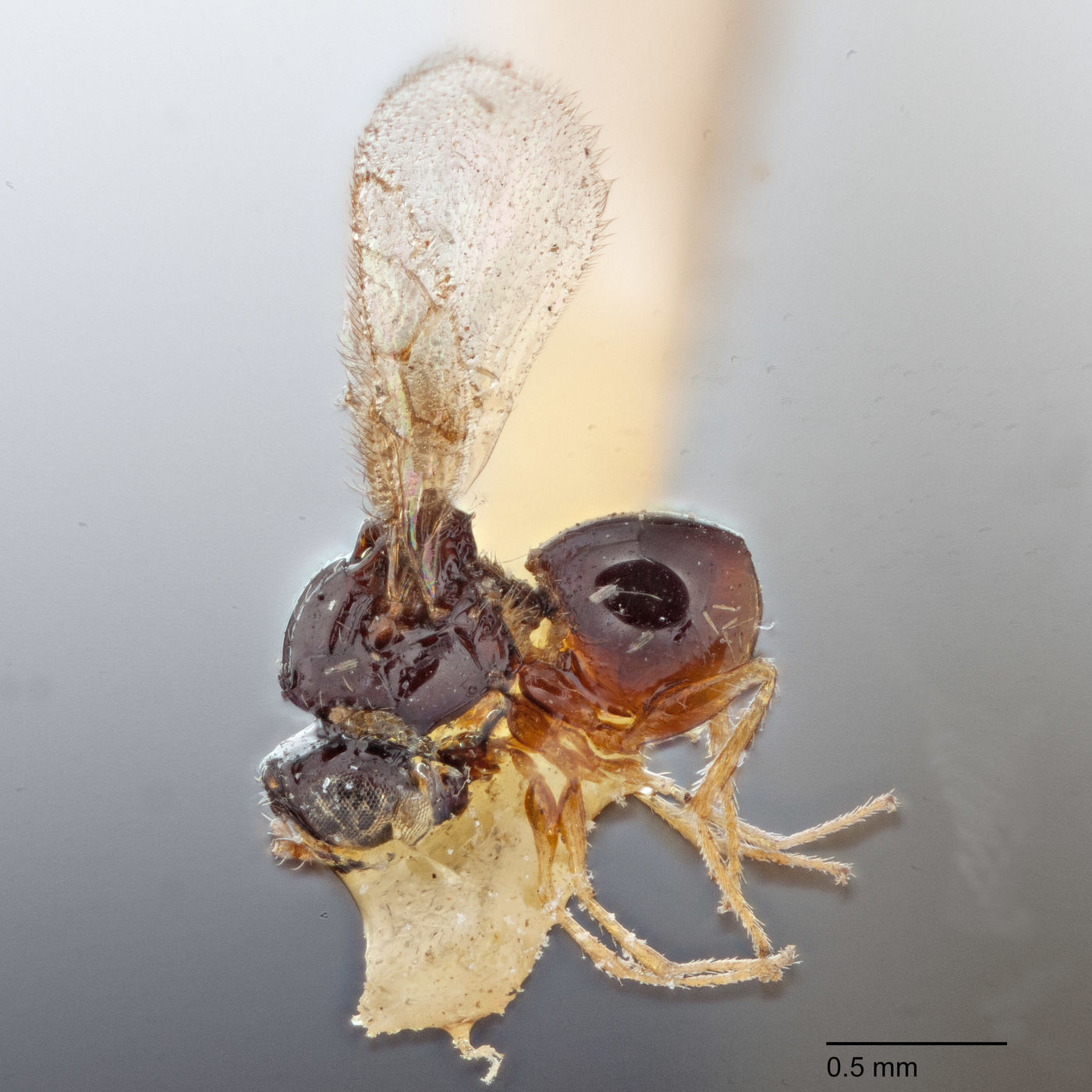 Rhabdeucoela flavotincta image