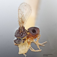 Image of Rhabdeucoela flavotincta