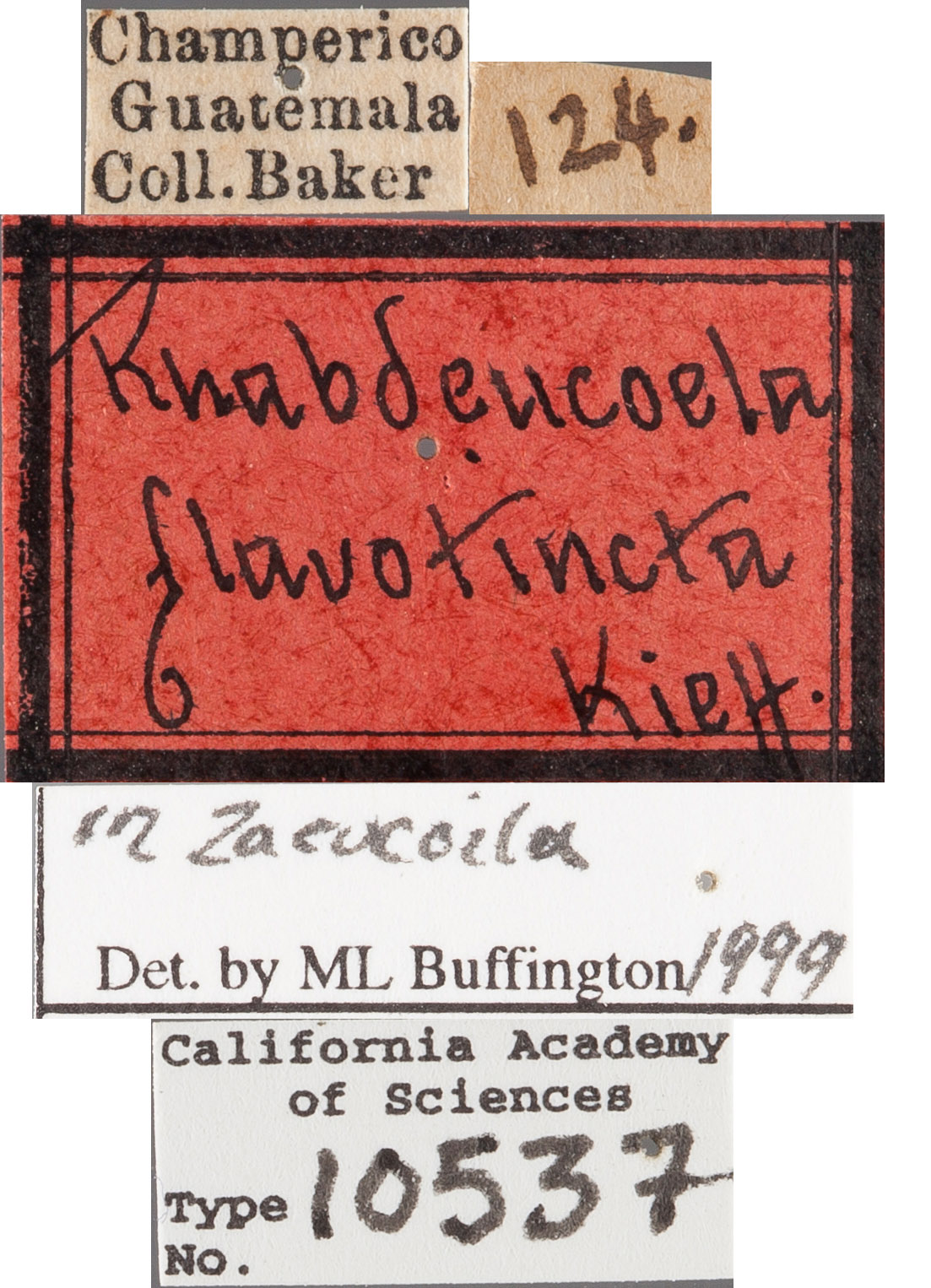 Rhabdeucoela flavotincta image