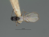 Kleidotoma fossa image