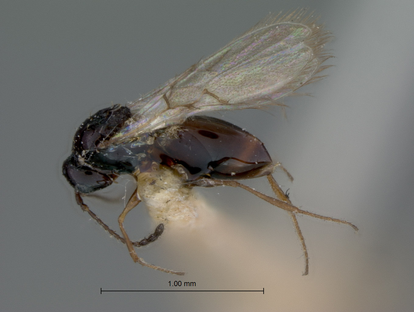 Kleidotoma fossa image