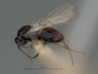 Kleidotoma fossa image