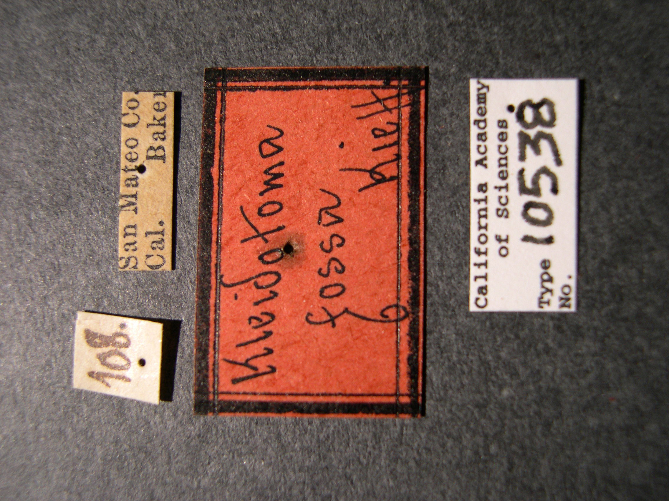 Kleidotoma fossa image