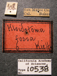 Image of Kleidotoma fossa