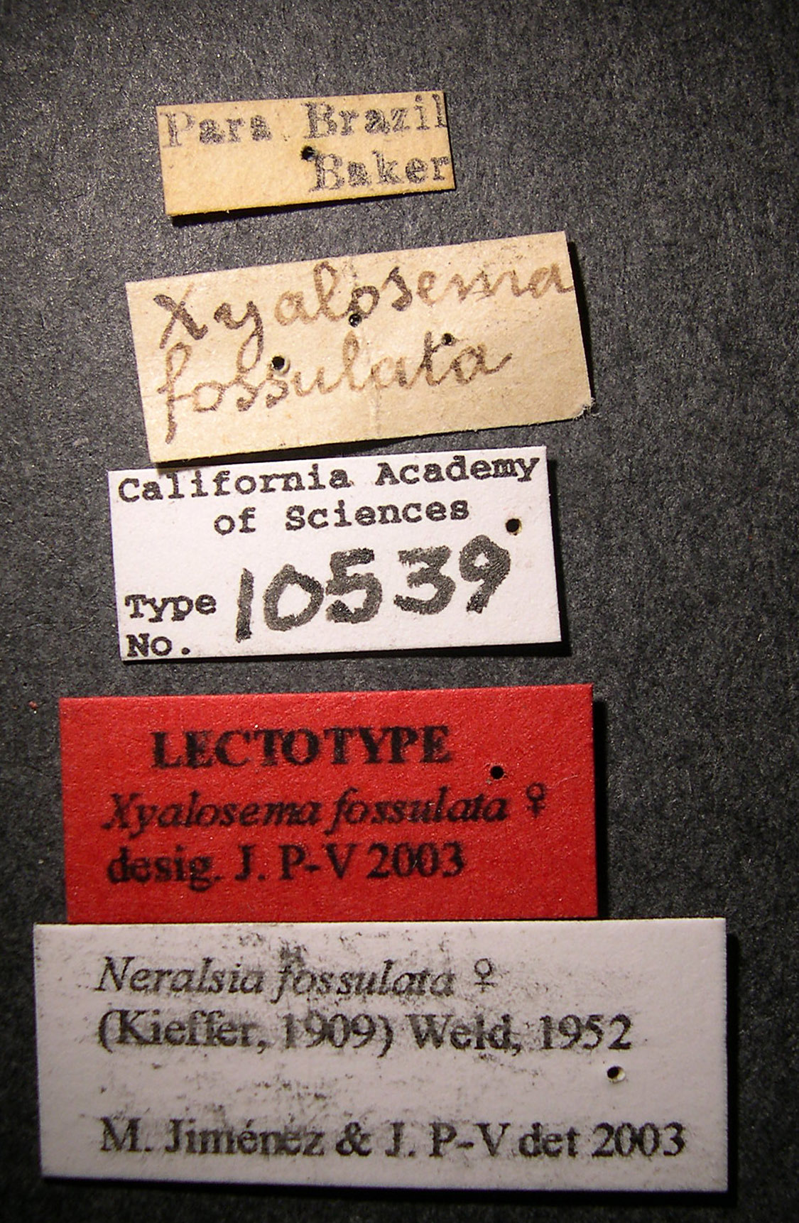 Xyalosema fossulata image