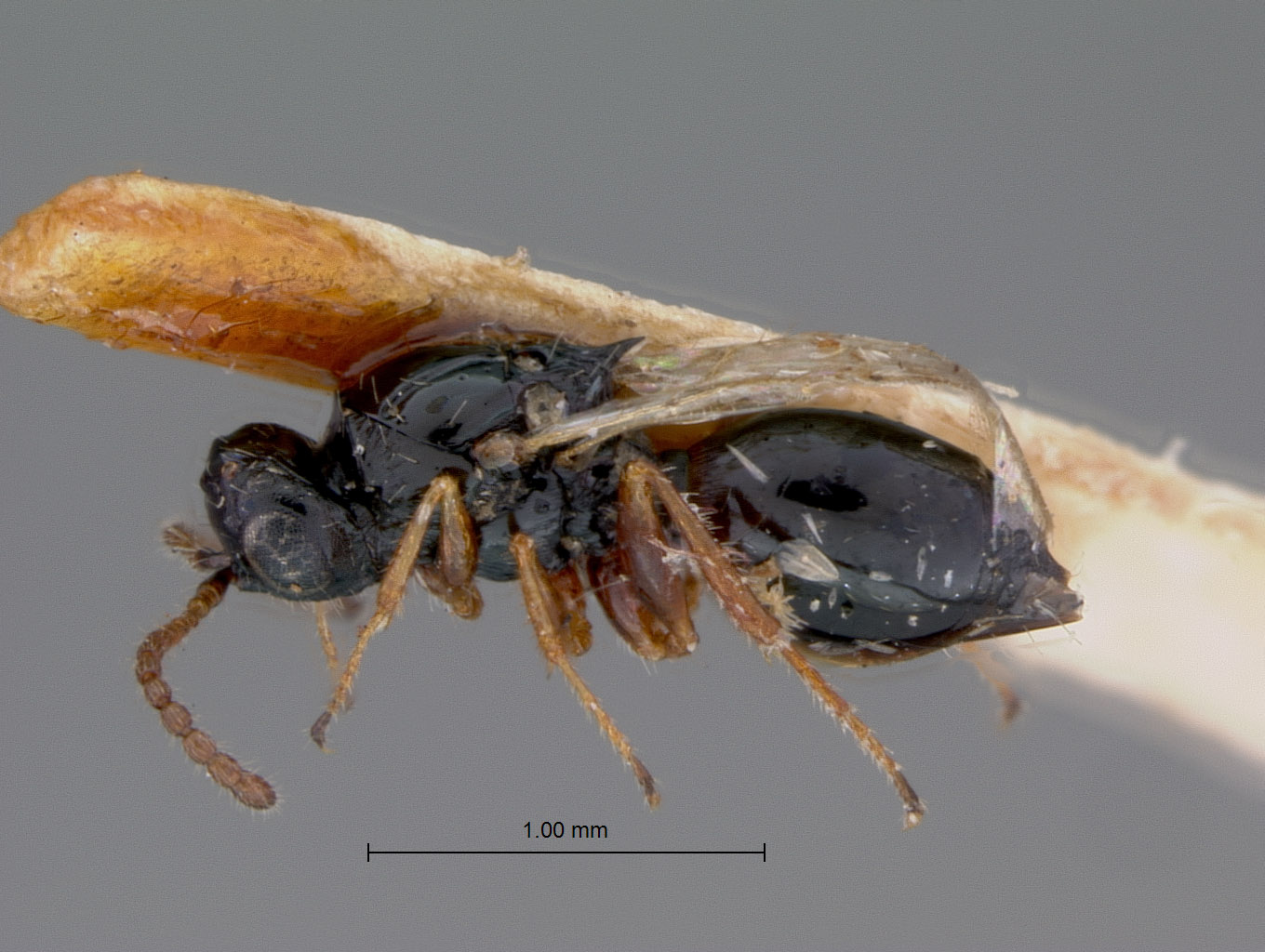 Xyalosema fossulata image