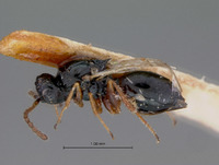 Xyalosema fossulata image