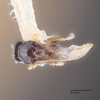 Rhabdeucoela fulvonotata image