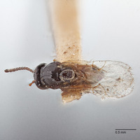 Rhabdeucoela fulvonotata image