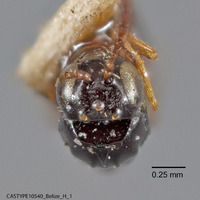 Rhabdeucoela fulvonotata image
