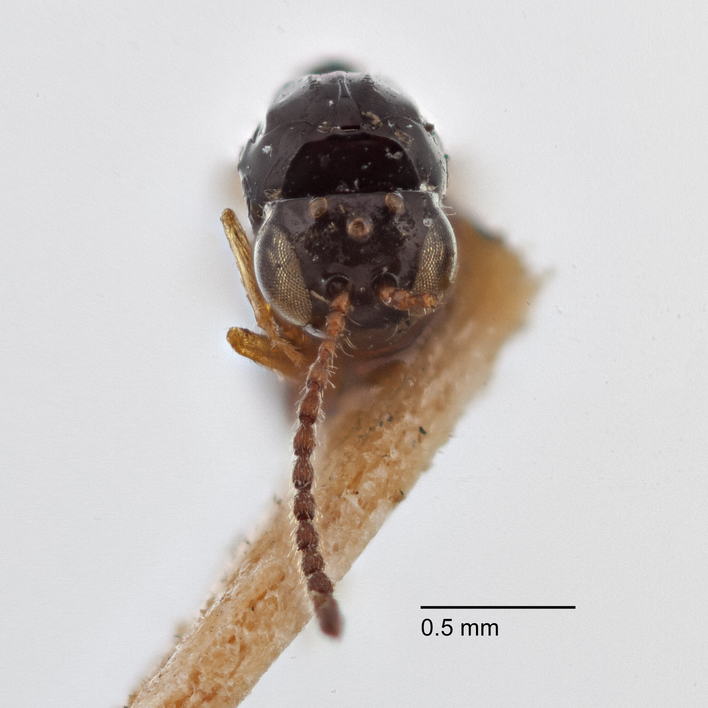 Rhabdeucoela fulvonotata image
