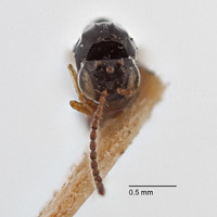 Rhabdeucoela fulvonotata image