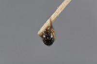 Rhabdeucoela fulvonotata image