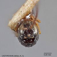Rhabdeucoela fulvonotata image