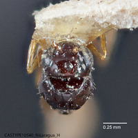 Rhabdeucoela fulvonotata image