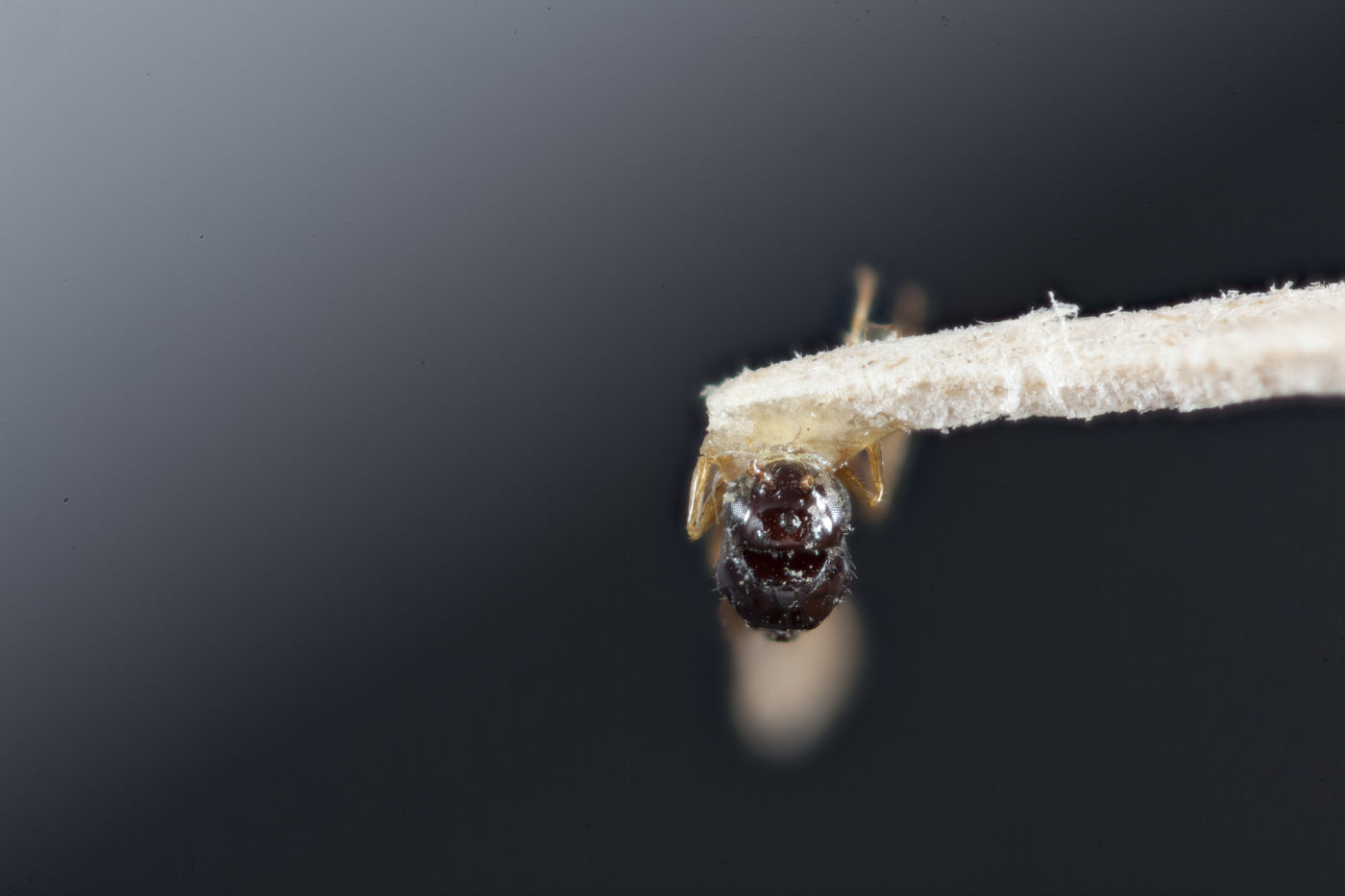 Rhabdeucoela fulvonotata image