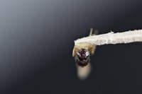 Rhabdeucoela fulvonotata image