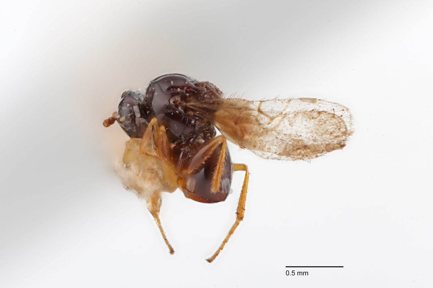 Rhabdeucoela fulvonotata image