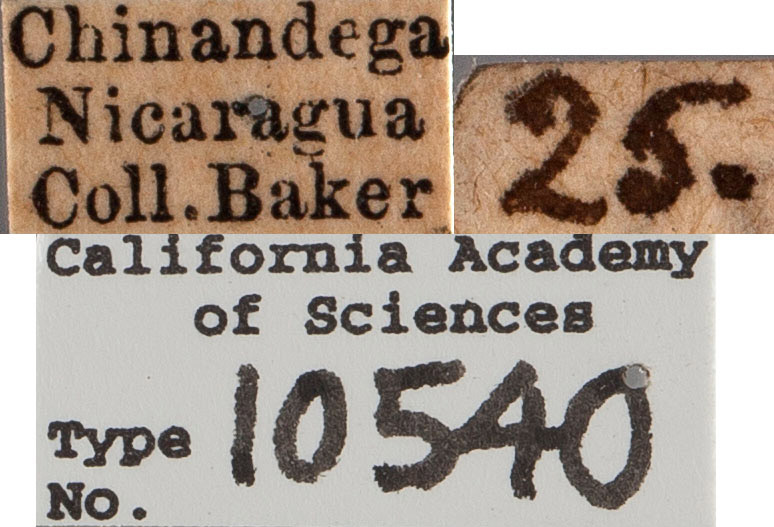 Rhabdeucoela fulvonotata image