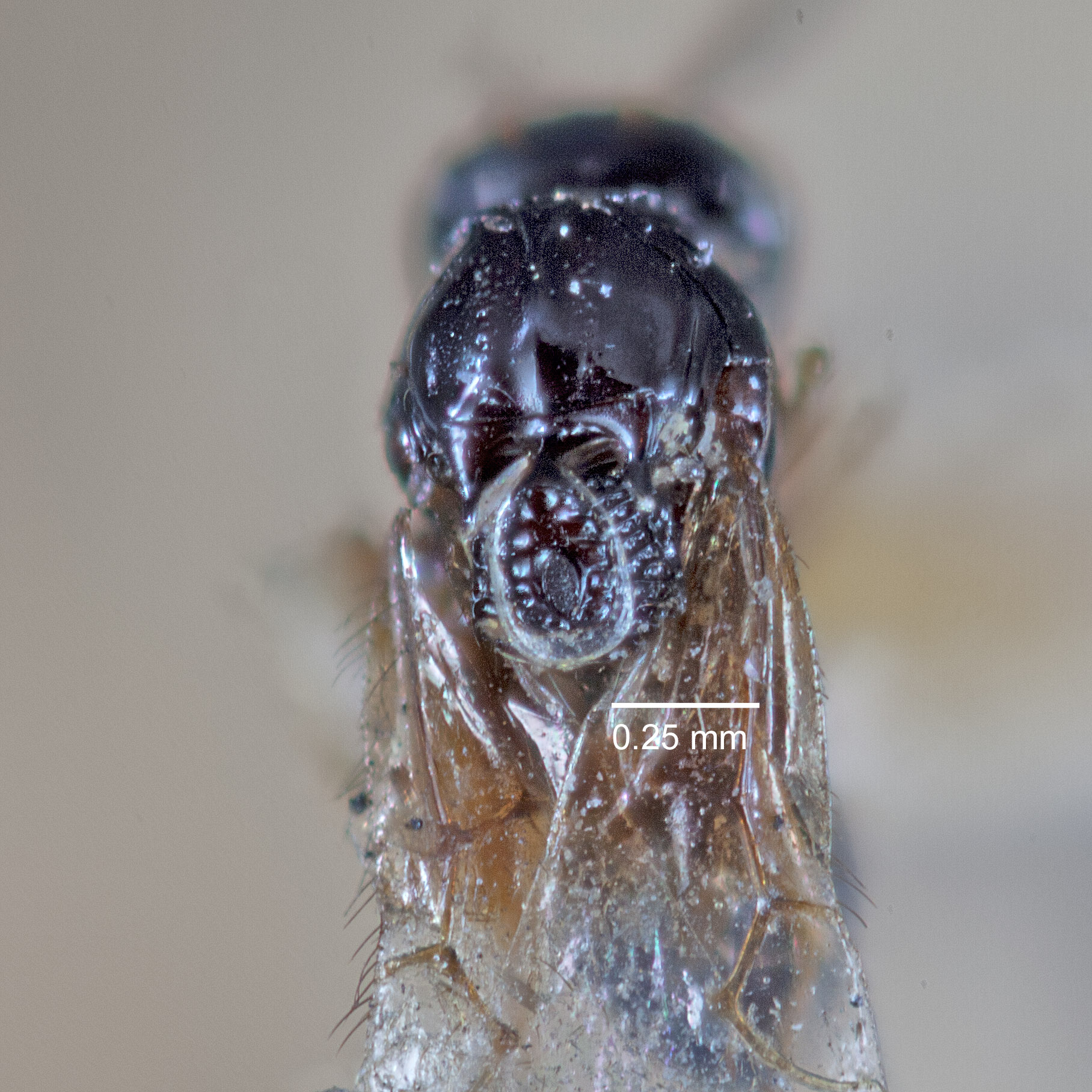 Rhabdeucoela fulvonotata image