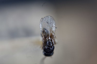 Rhabdeucoela fulvonotata image