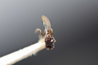 Rhabdeucoela fulvonotata image