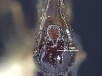 Rhabdeucoela fulvonotata image