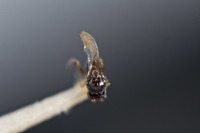 Rhabdeucoela fulvonotata image