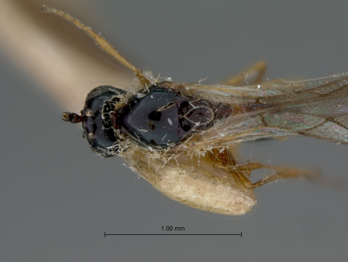 Ganaspis fuscicornis image