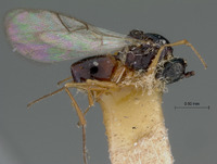 Ganaspis fuscicornis image