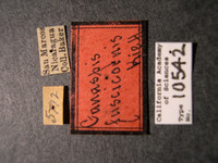 Ganaspis fuscicornis image