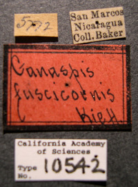 Image of Ganaspis fuscicornis